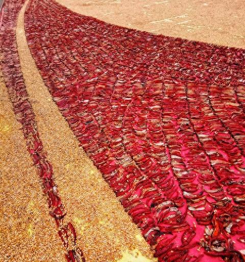 菜虫爬满菜？3种自制驱虫水，喷一次虫全跑，天然无残留。