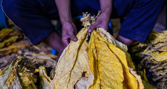 菜虫爬满菜？3种自制驱虫水，喷一次虫全跑，天然无残留。