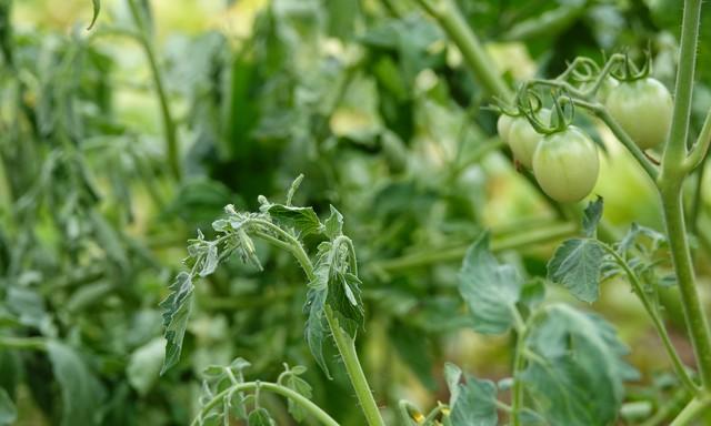 西红柿想高产？掌握“3掐2肥1控”果实大