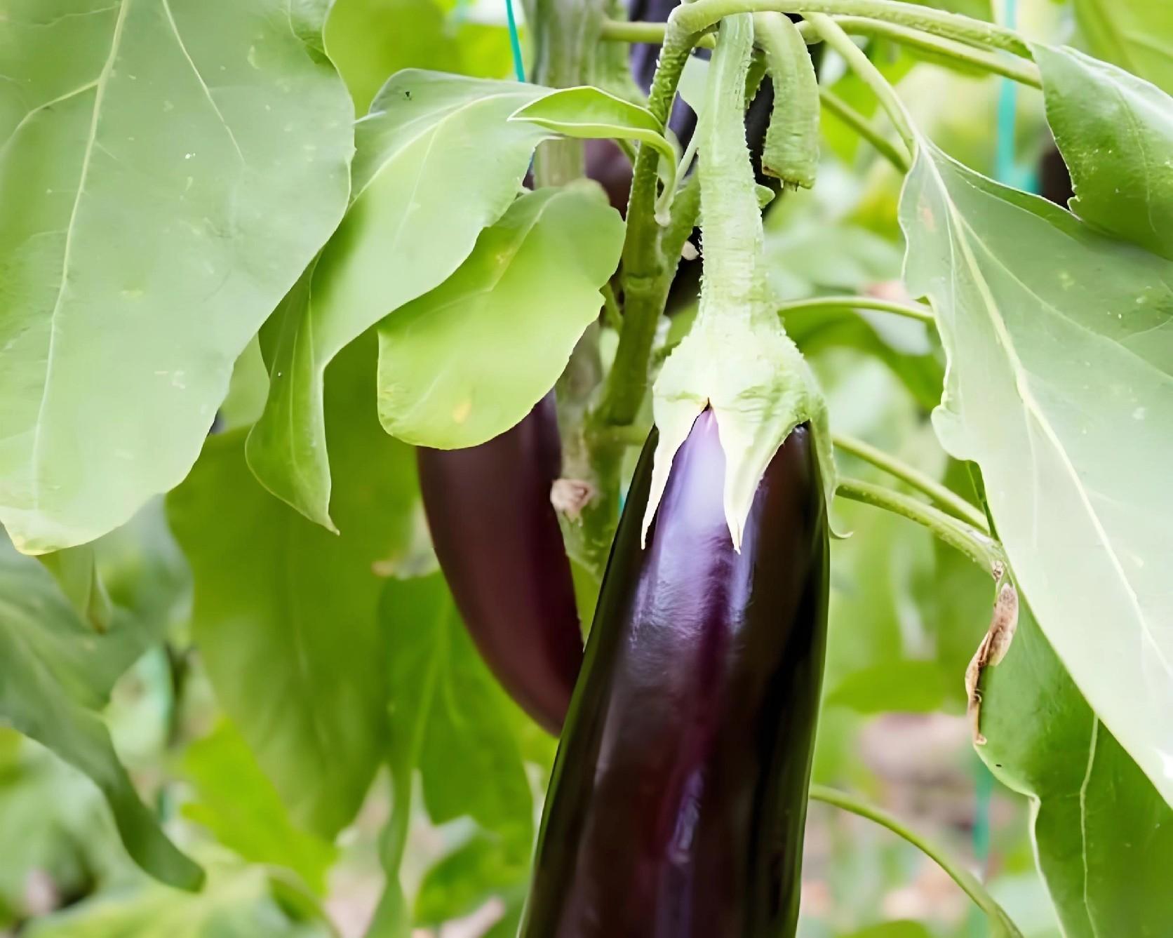 立春后北方能种菜吗？这5种菜现在就能下地，3种可育苗，别错过！