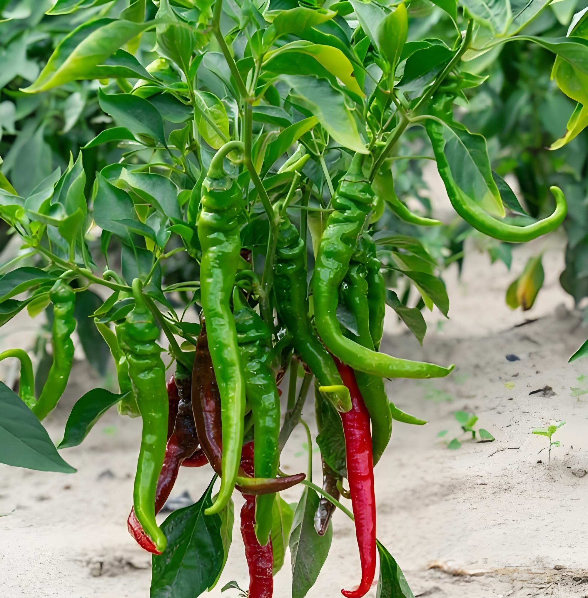 立春后北方能种菜吗？这5种菜现在就能下地，3种可育苗，别错过！