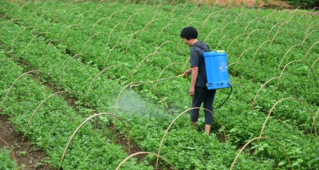 芹菜、韭菜、生菜、香菜啥时候种植？记住这个时间，错了不出苗
