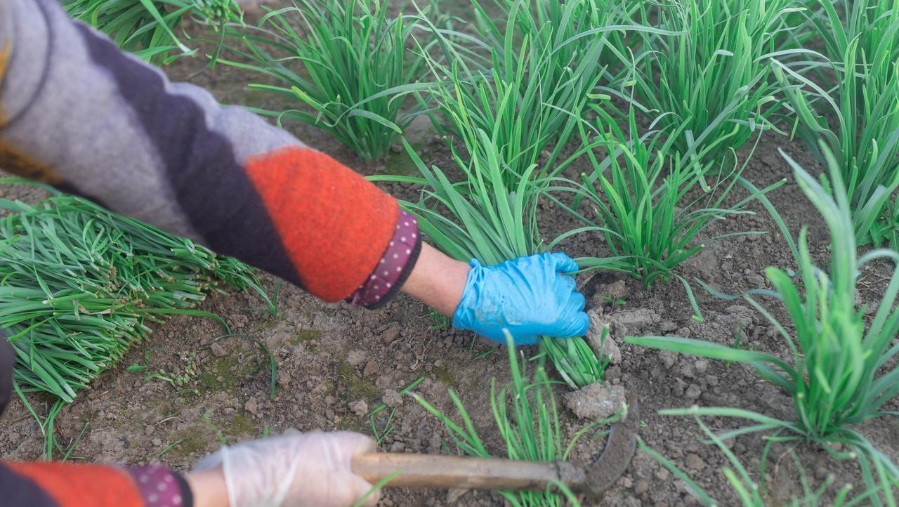 芹菜、韭菜、生菜、香菜啥时候种植？记住这个时间，错了不出苗