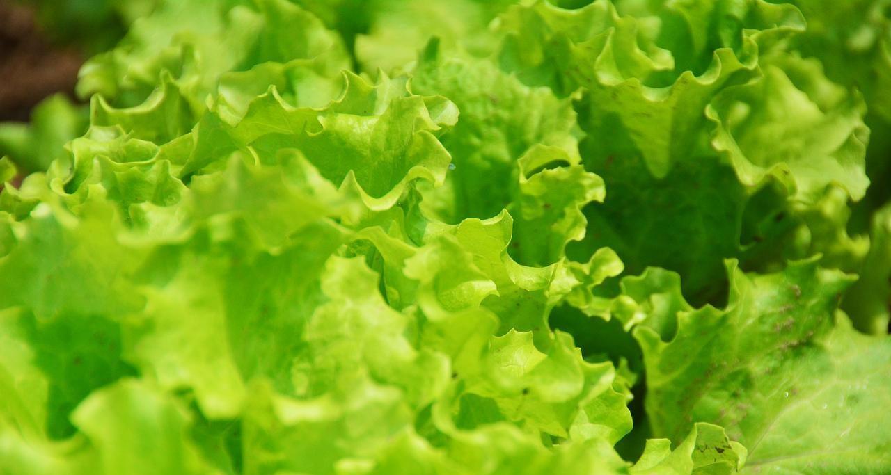 芹菜、韭菜、生菜、香菜啥时候种植？记住这个时间，错了不出苗