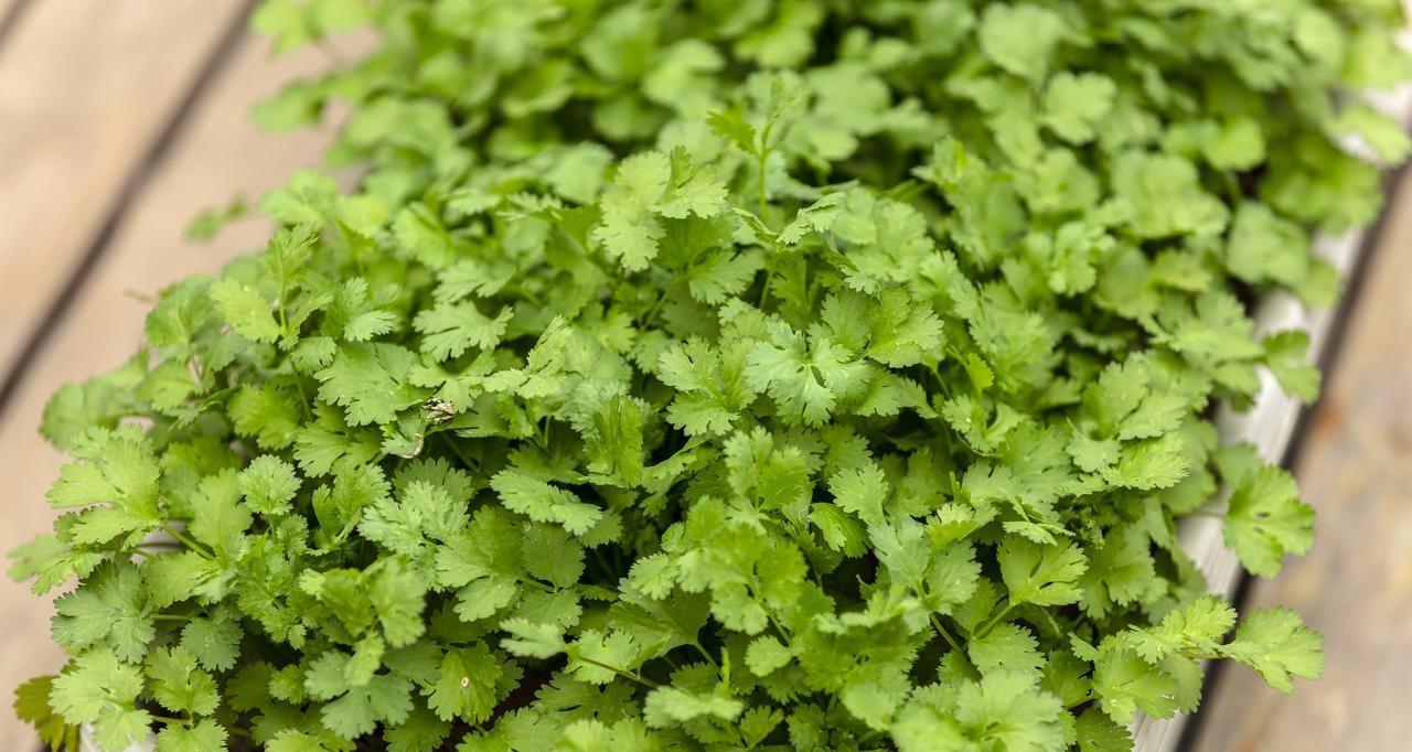 芹菜、韭菜、生菜、香菜啥时候种植？记住这个时间，错了不出苗