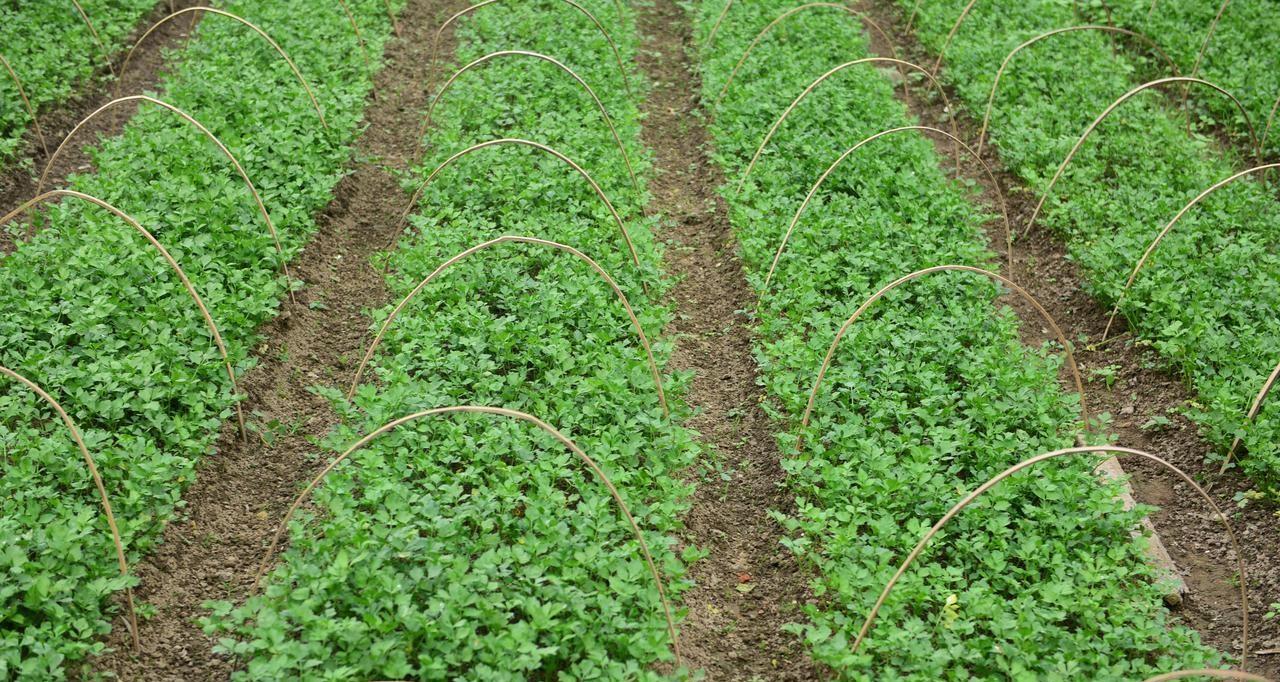 芹菜、韭菜、生菜、香菜啥时候种植？记住这个时间，错了不出苗