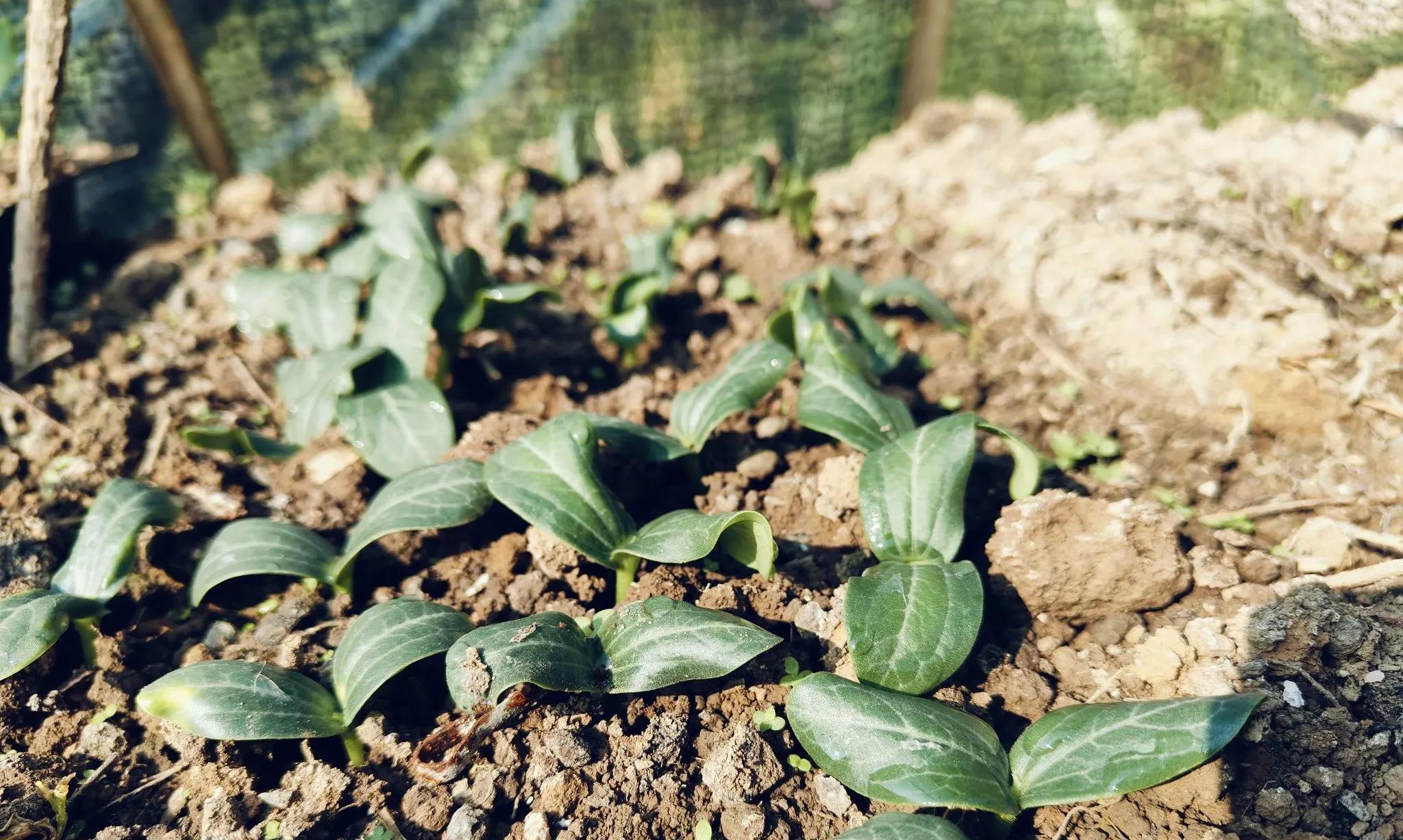 今日立春，这3种春季蔬菜可育苗，5种耐寒蔬菜要抢种！错过没菜吃