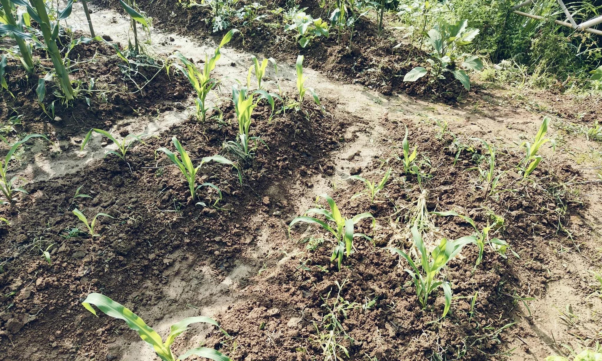 今日立春，这3种春季蔬菜可育苗，5种耐寒蔬菜要抢种！错过没菜吃