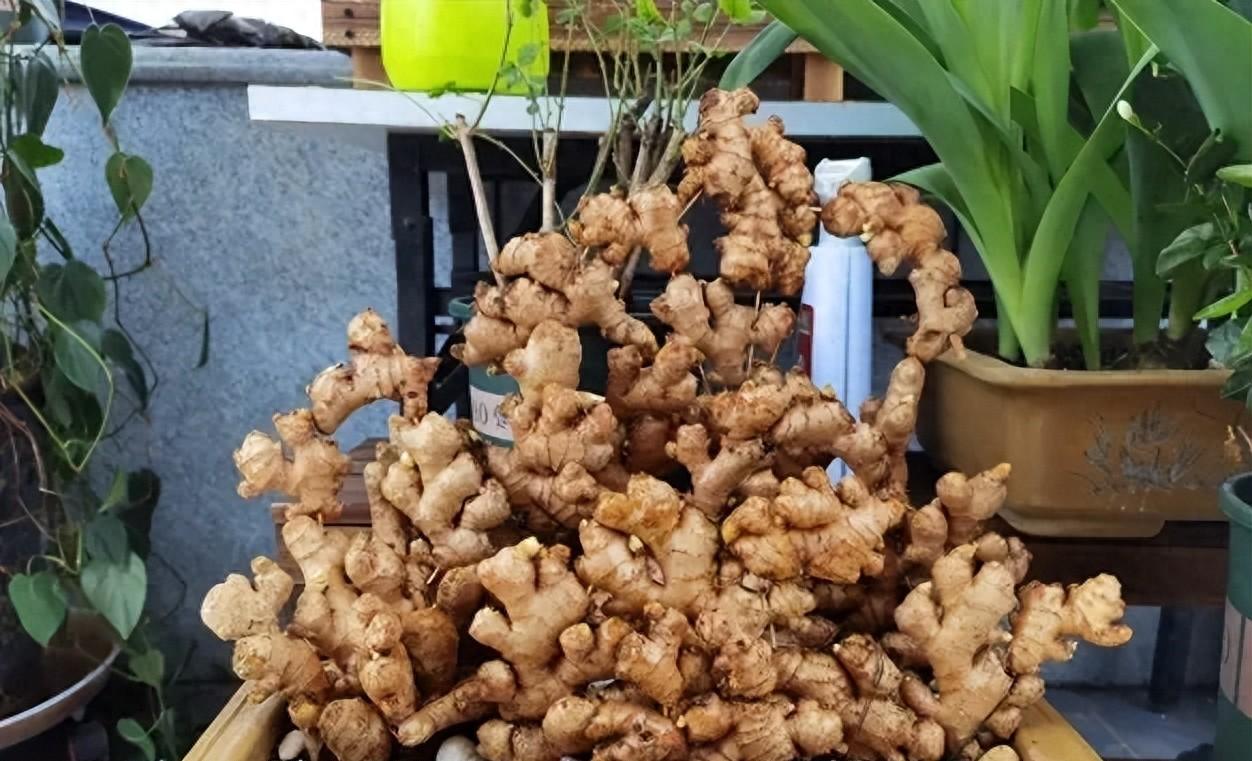 女子在办公桌上“养姜山”，同事纷纷效仿，网友：打开新思路，牛