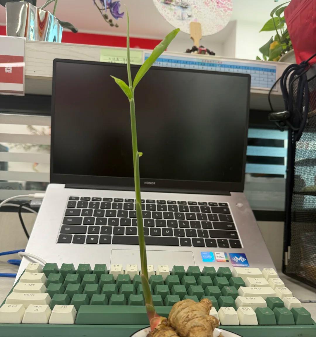 女子在办公桌上“养姜山”，同事纷纷效仿，网友：打开新思路，牛