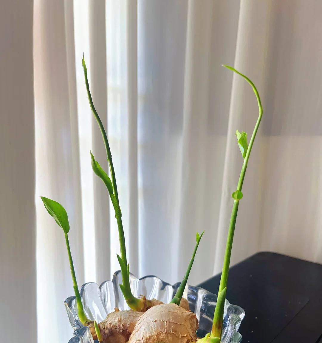 女子在办公桌上“养姜山”，同事纷纷效仿，网友：打开新思路，牛