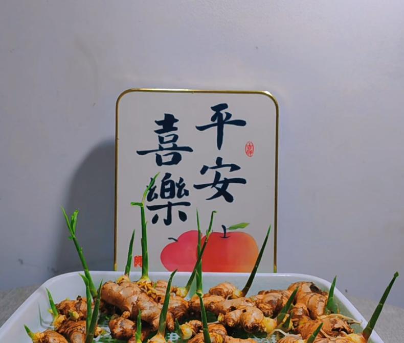 女子在办公桌上“养姜山”，同事纷纷效仿，网友：打开新思路，牛