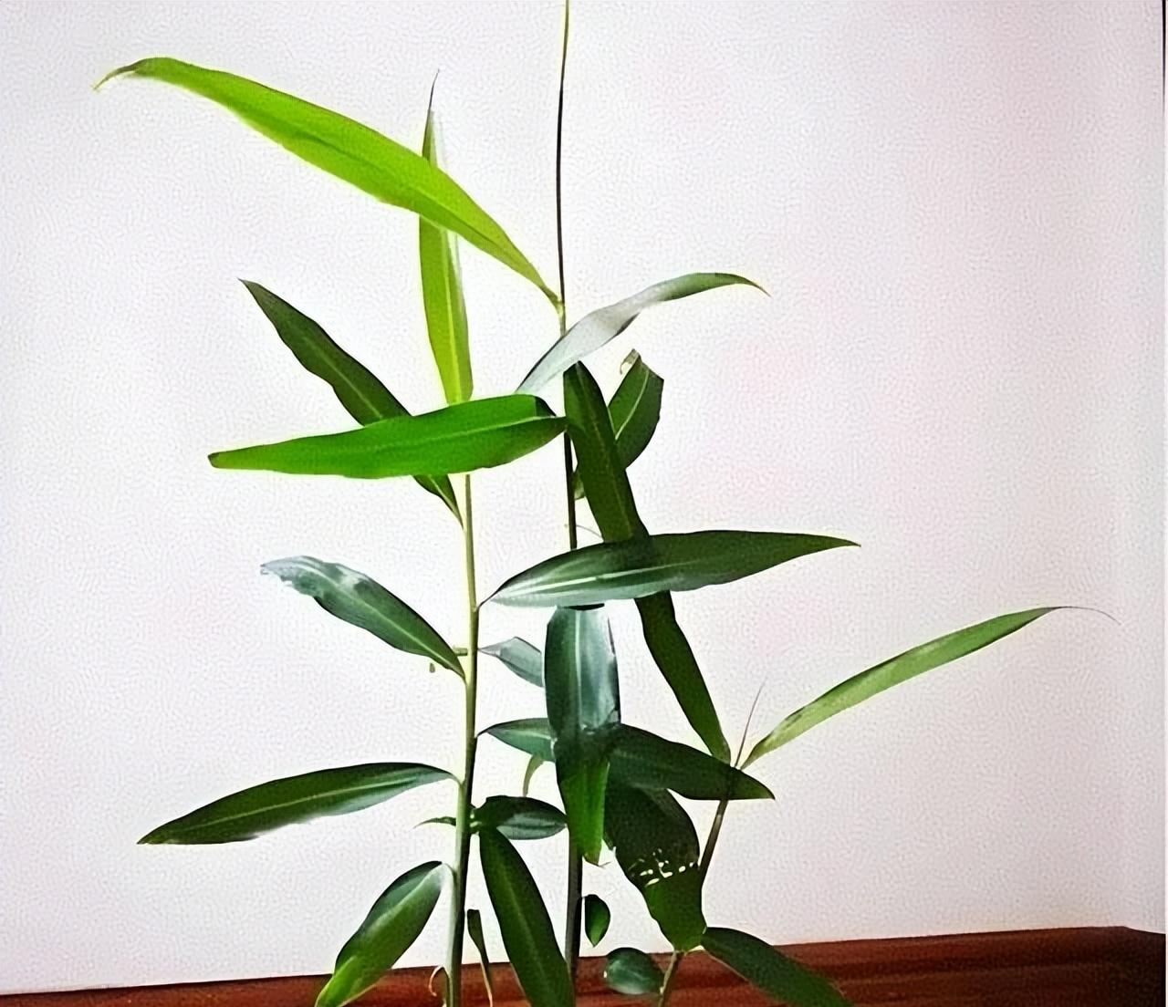 女子在办公桌上“养姜山”，同事纷纷效仿，网友：打开新思路，牛