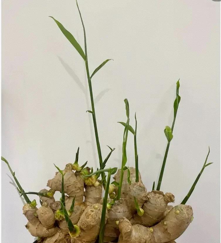 女子在办公桌上“养姜山”，同事纷纷效仿，网友：打开新思路，牛