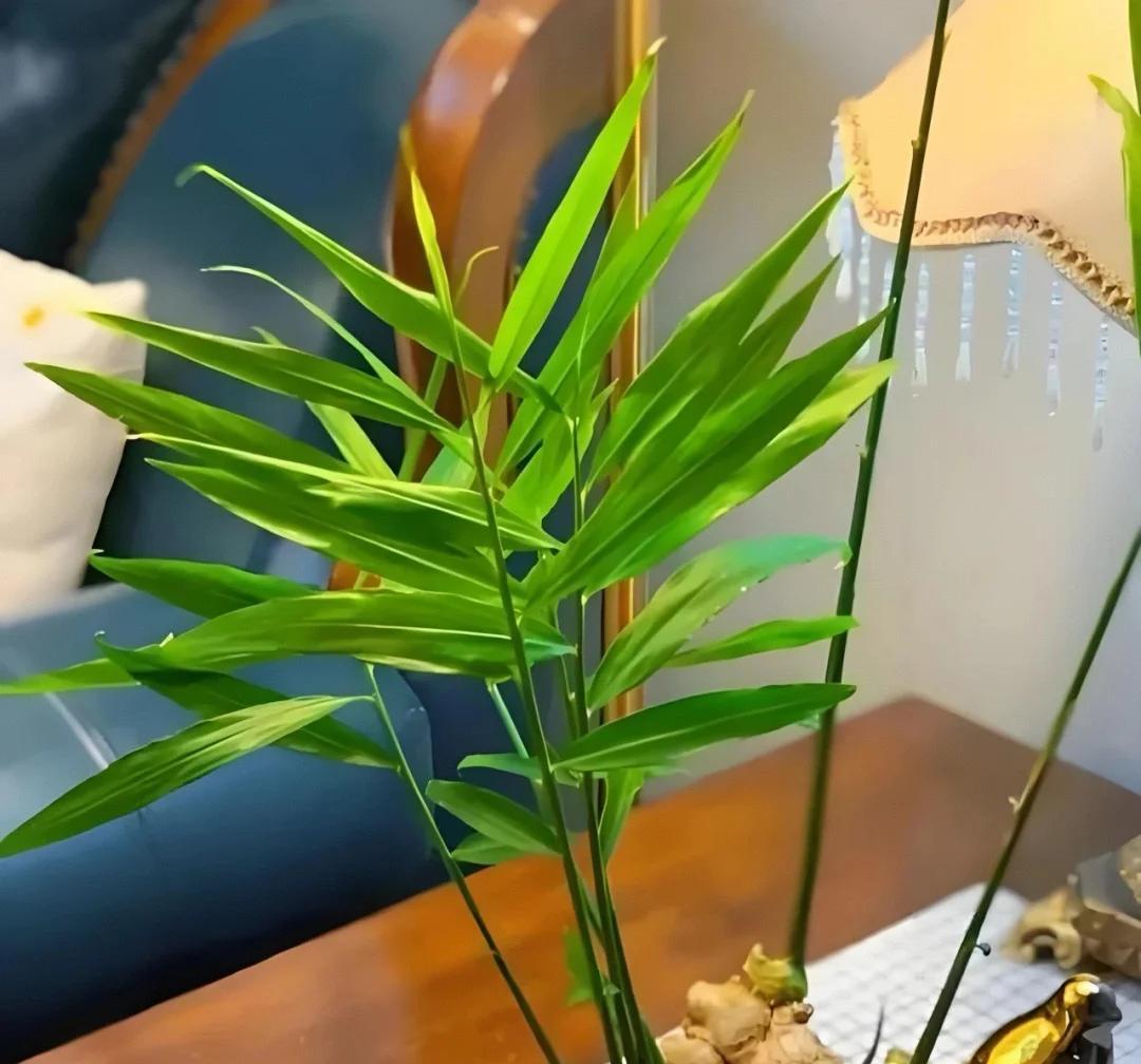 女子在办公桌上“养姜山”，同事纷纷效仿，网友：打开新思路，牛