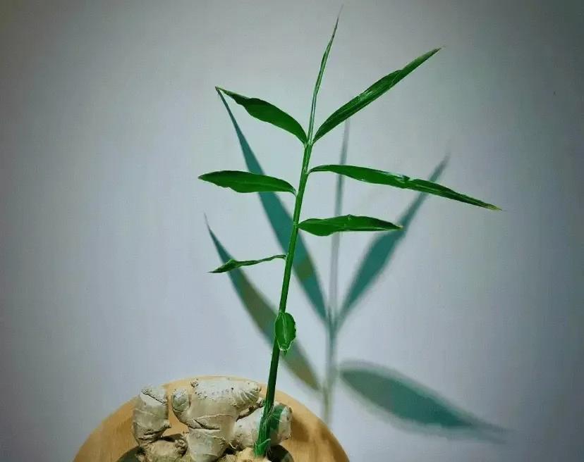 女子在办公桌上“养姜山”，同事纷纷效仿，网友：打开新思路，牛