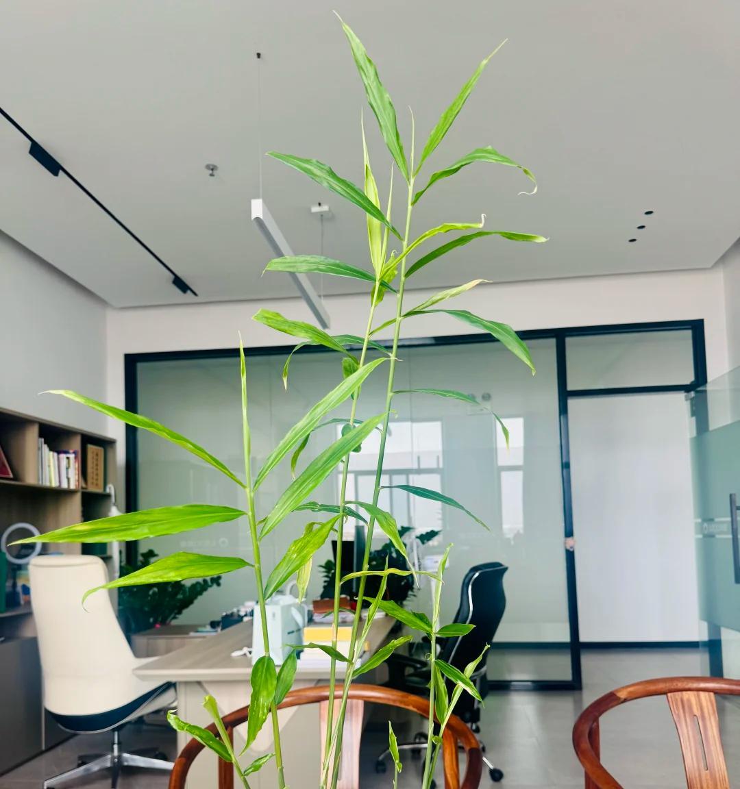 女子在办公桌上“养姜山”，同事纷纷效仿，网友：打开新思路，牛