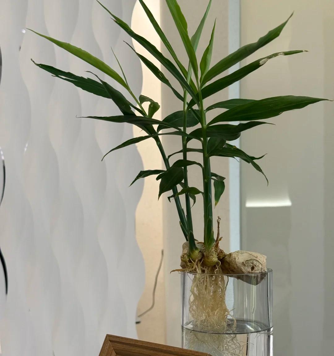 女子在办公桌上“养姜山”，同事纷纷效仿，网友：打开新思路，牛