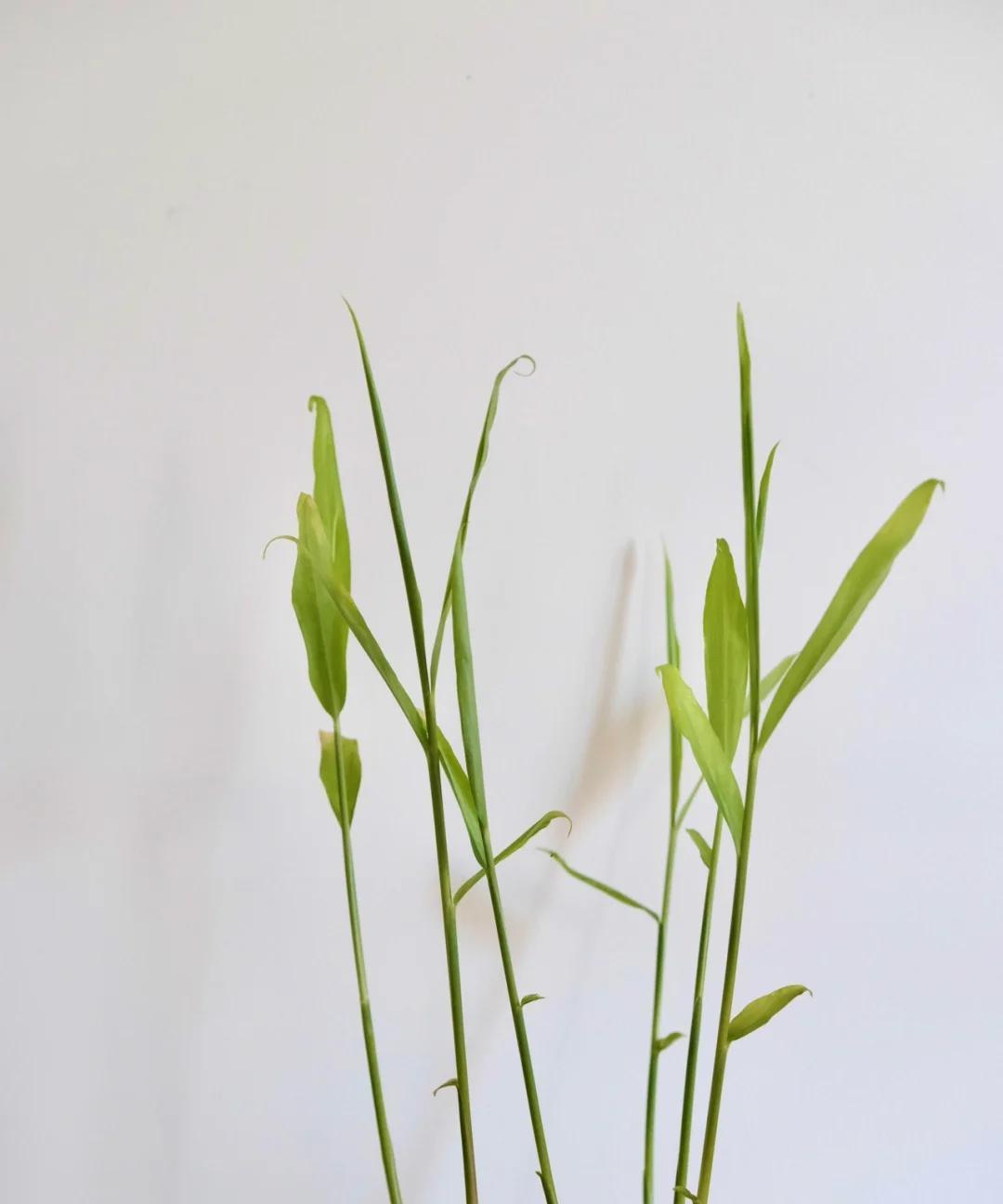 女子在办公桌上“养姜山”，同事纷纷效仿，网友：打开新思路，牛