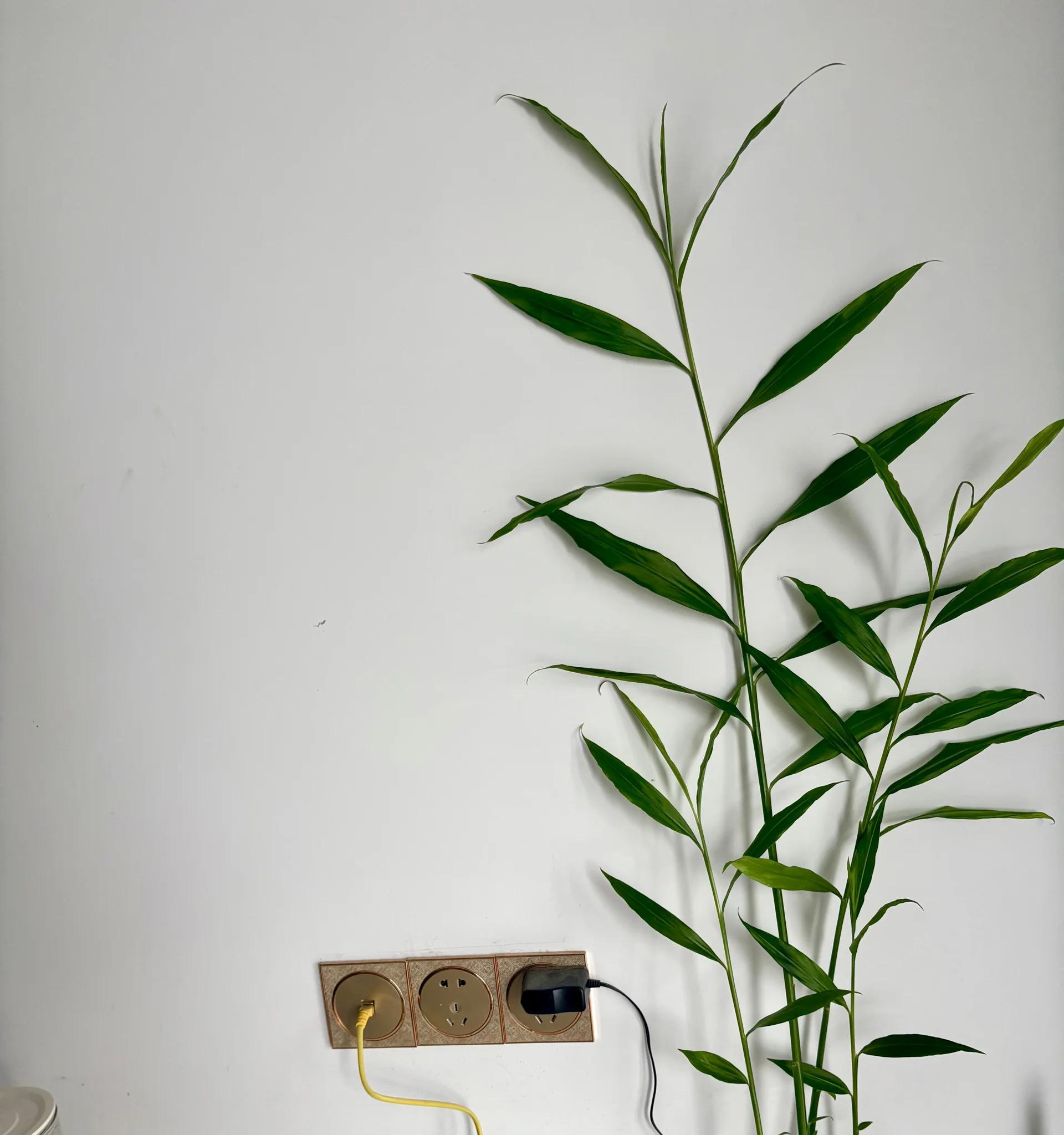 女子在办公桌上“养姜山”，同事纷纷效仿，网友：打开新思路，牛