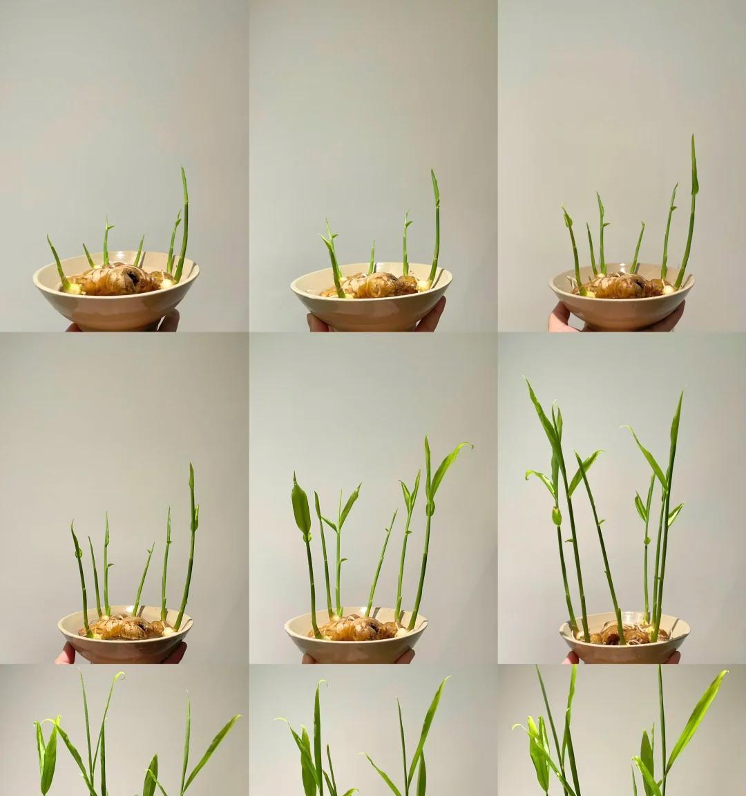 女子在办公桌上“养姜山”，同事纷纷效仿，网友：打开新思路，牛