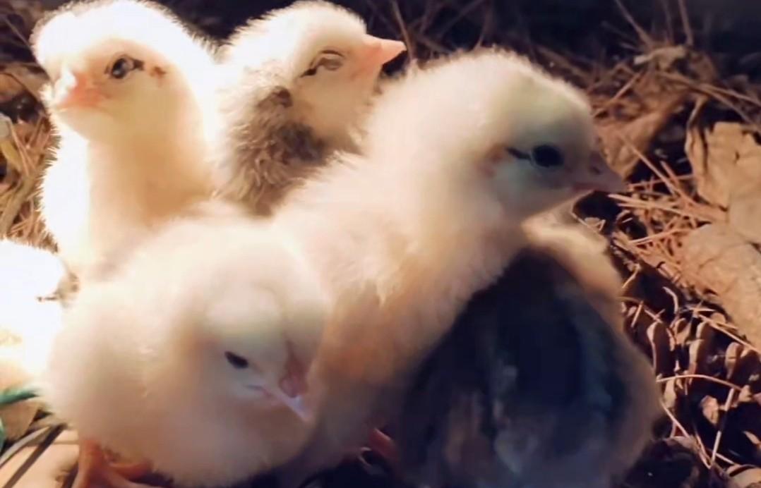 别再乱养鸡了！50只内照这方法养，几乎不生病，试过的都说好