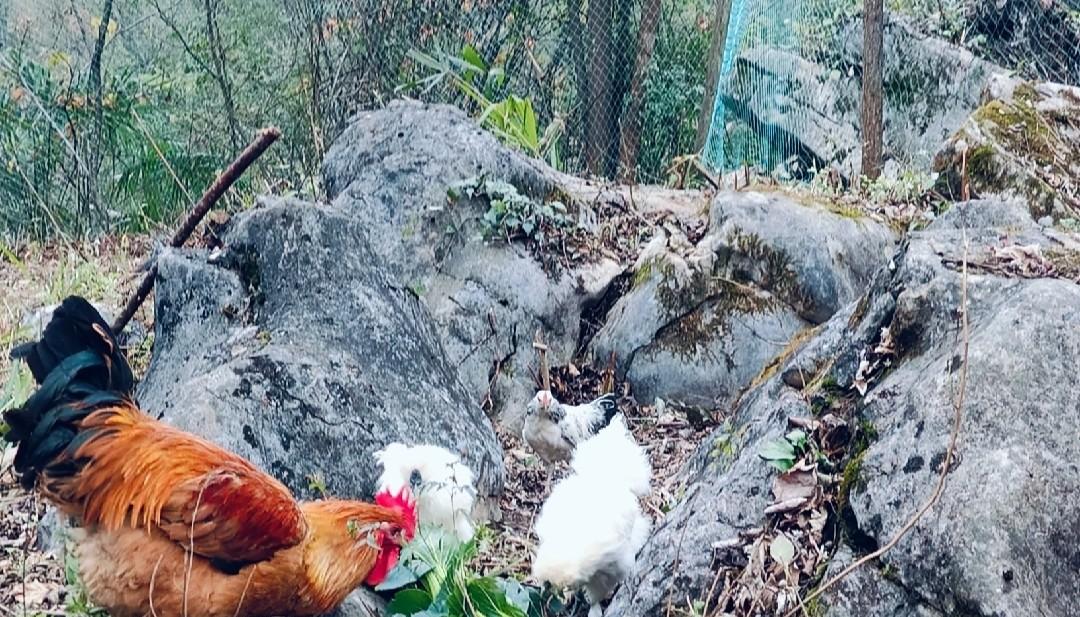 别再乱养鸡了！50只内照这方法养，几乎不生病，试过的都说好