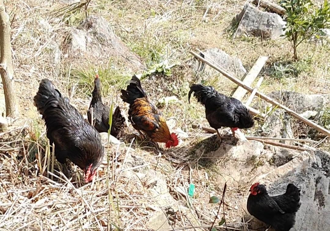 别再乱养鸡了！50只内照这方法养，几乎不生病，试过的都说好