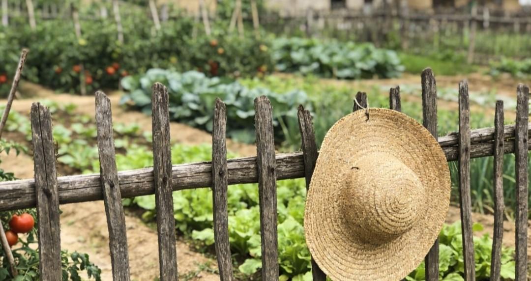 越种菜越明白：人到中年，少吃才是最高级的养生