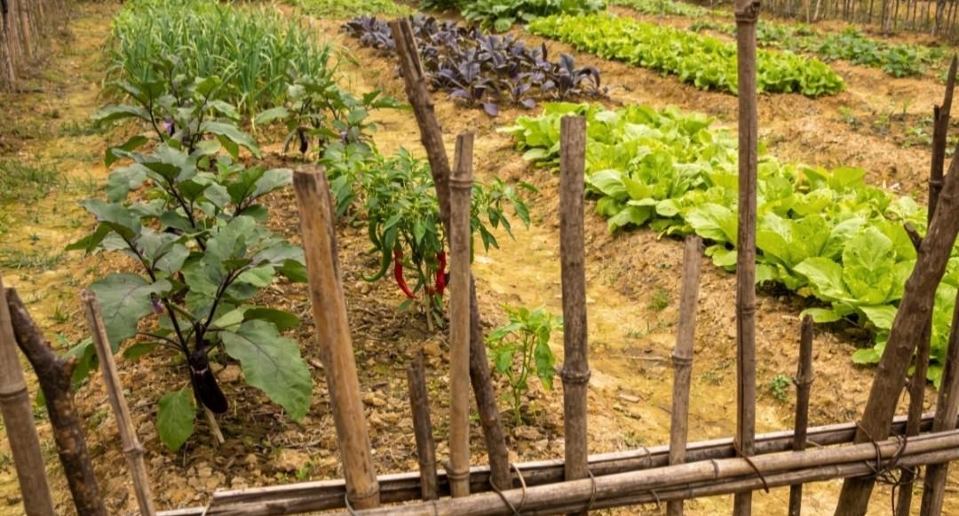 越种菜越明白：人到中年，少吃才是最高级的养生