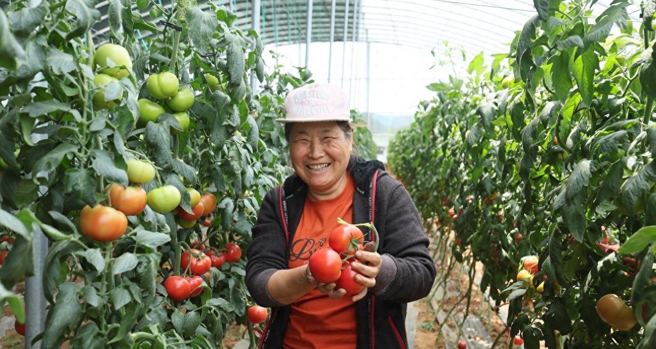 磷酸二氢钾是把双刃剑、用好了效果是真好，用不好就是缺德肥