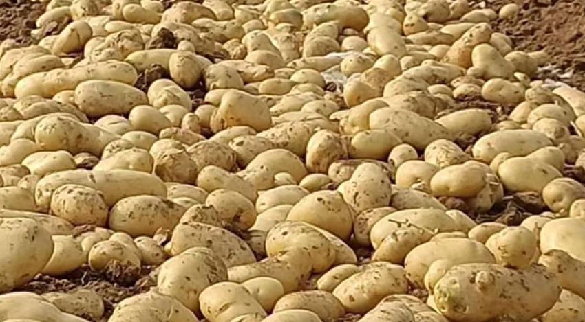 土豆种和土豆到底有啥区别？很多人傻傻分不清，里面差别大了