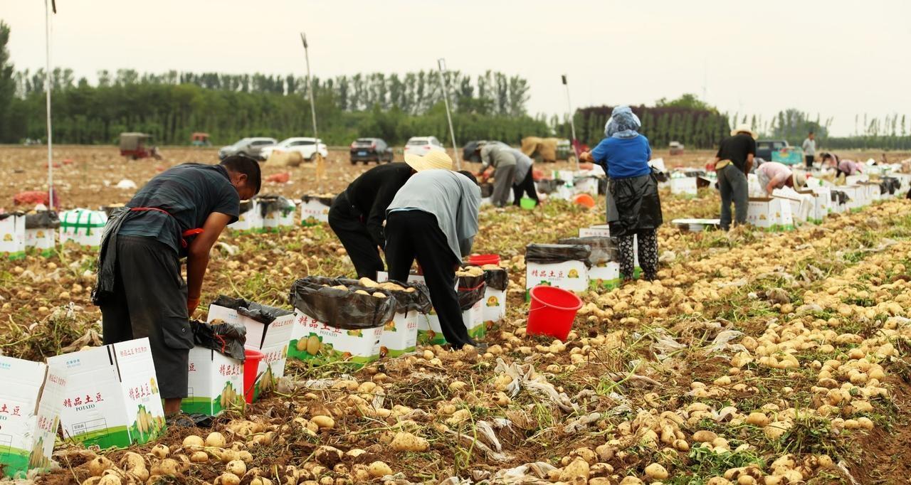 土豆种和土豆到底有啥区别？很多人傻傻分不清，里面差别大了