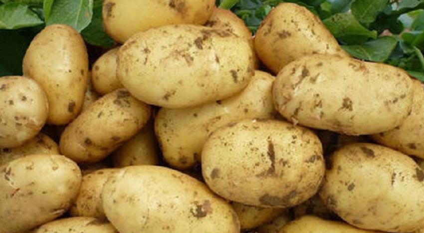 土豆种和土豆到底有啥区别？很多人傻傻分不清，里面差别大了