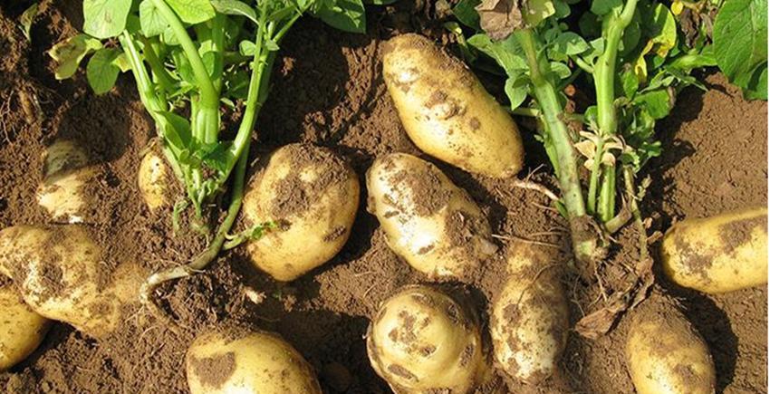 土豆种和土豆到底有啥区别？很多人傻傻分不清，里面差别大了