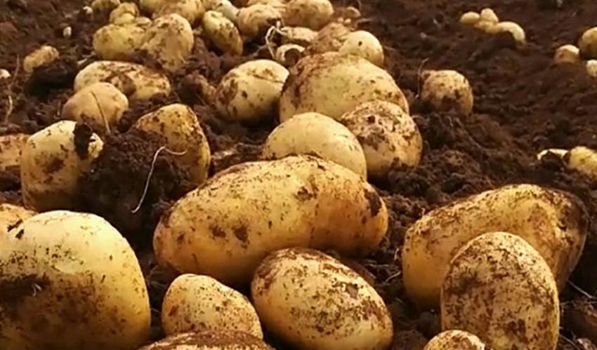 土豆种和土豆到底有啥区别？很多人傻傻分不清，里面差别大了