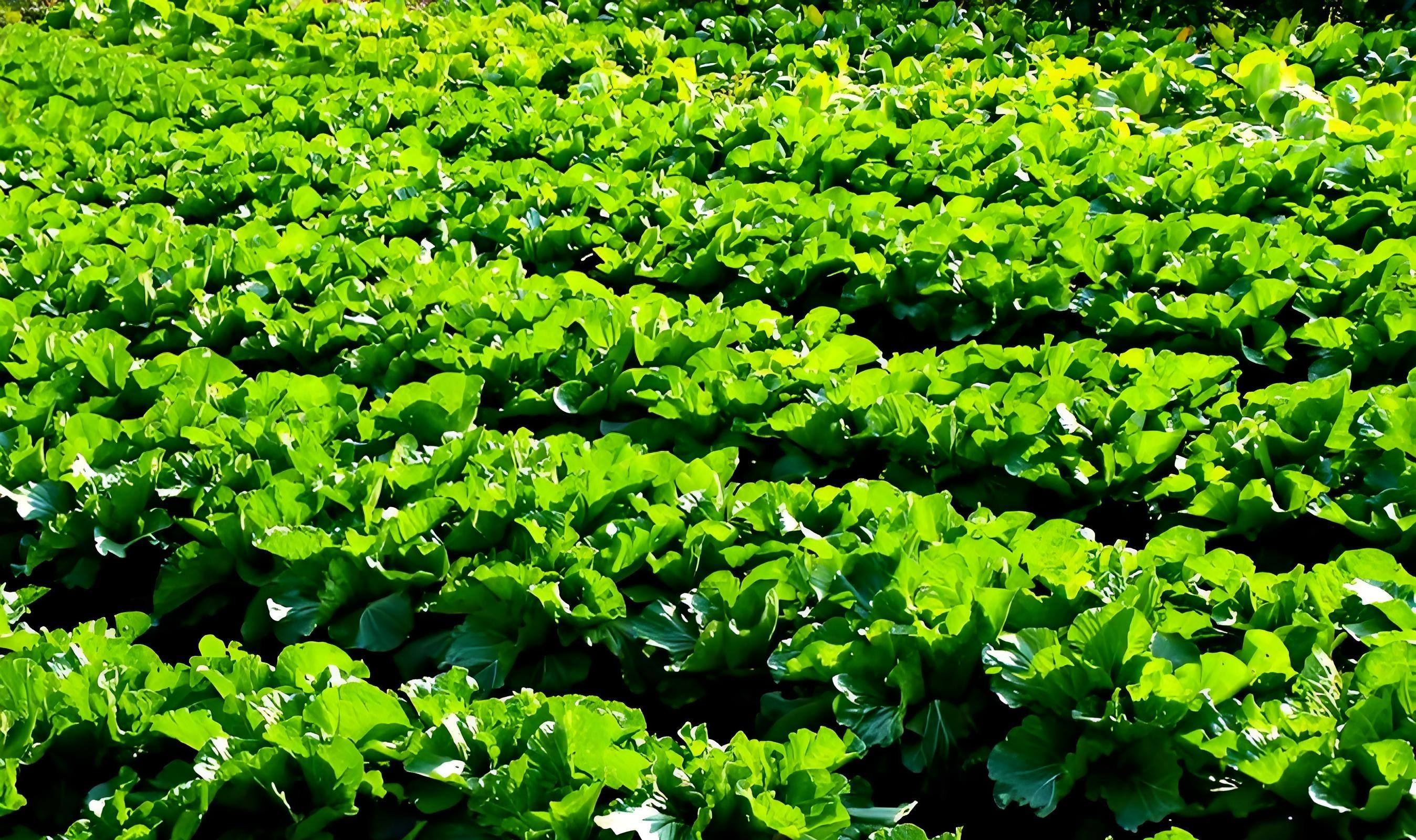 开春用肥别瞎买！这3种“万能肥”家家必备，省钱又高产！