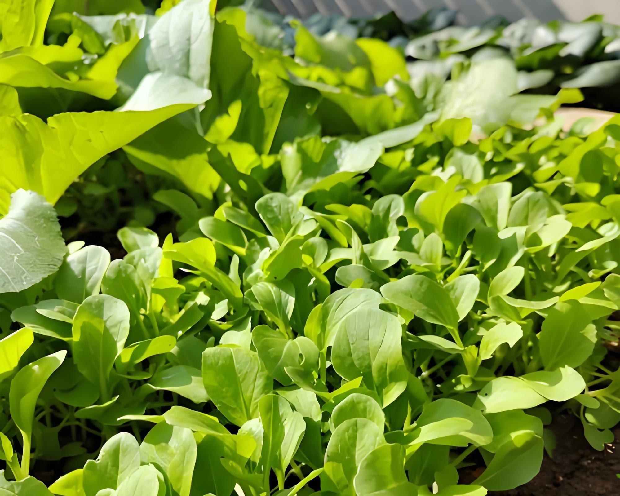 开春用肥别瞎买！这3种“万能肥”家家必备，省钱又高产！