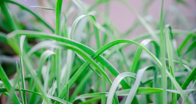 韭菜返青管好四步，割三茬还能爆盆！老菜农都在用的实操法