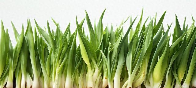 韭菜返青管好四步，割三茬还能爆盆！老菜农都在用的实操法