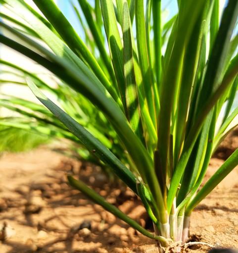 韭菜返青管好四步，割三茬还能爆盆！老菜农都在用的实操法
