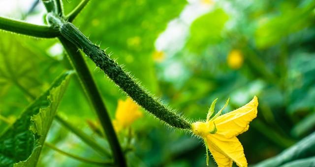 种黄瓜3招，结瓜多到压弯藤！老菜农：第2招最关键，新手一学就会