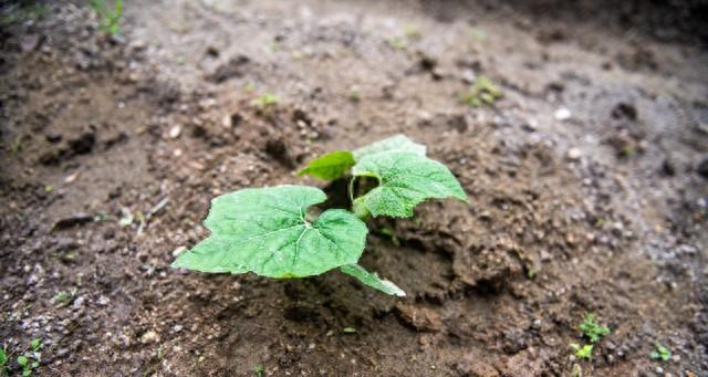 种黄瓜3招，结瓜多到压弯藤！老菜农：第2招最关键，新手一学就会