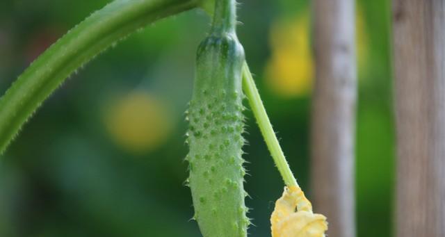 种黄瓜3招，结瓜多到压弯藤！老菜农：第2招最关键，新手一学就会