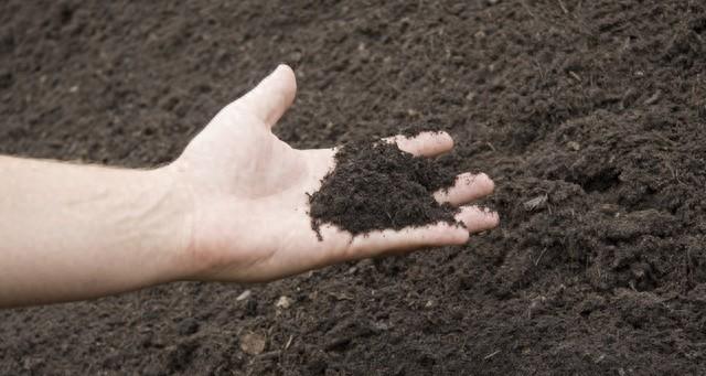 自制黄豆有机肥，简单3步搞定！肥力足还环保，种菜养花全适用