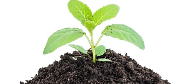 自制黄豆有机肥，简单3步搞定！肥力足还环保，种菜养花全适用