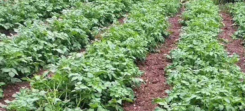 春天这些蔬菜要抢早种，晚了长不好还没产量，这是多年经验和教训