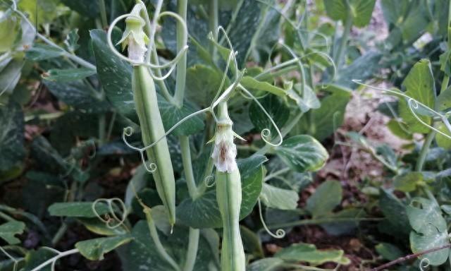 春天这些蔬菜要抢早种，晚了长不好还没产量，这是多年经验和教训