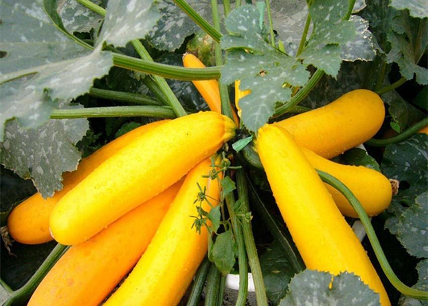 春天这些蔬菜要抢早种，晚了长不好还没产量，这是多年经验和教训