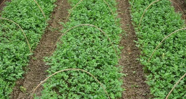 春天这些蔬菜要抢早种，晚了长不好还没产量，这是多年经验和教训